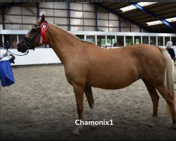 Zuchtstute Chamonix (Deutsches Reitpony, 2007, von FS Champion de Luxe)