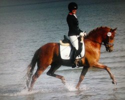 dressage horse Golden Boy 162 (German Riding Pony, 2010, from HET Golden Dream)