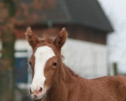 broodmare Pleasure (German Riding Pony, 2012, from Principal Boy)