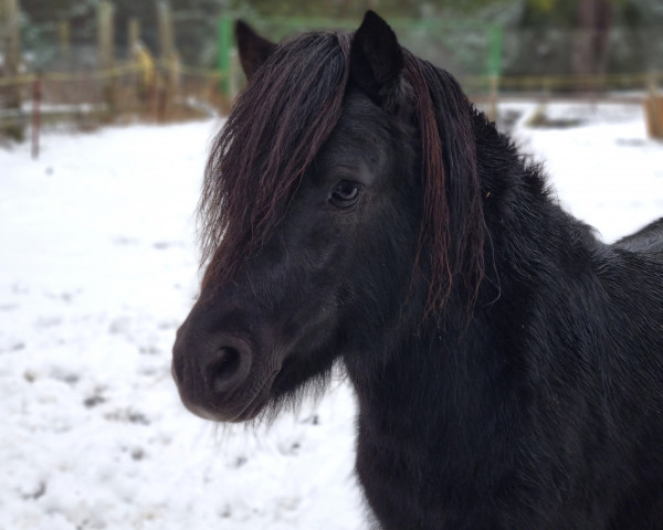 Deckhengst Nando 568 (Shetland Pony, 2010)