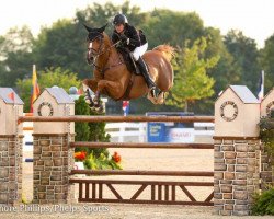 Deckhengst Curby du Seigneur (Belgisches Warmblut, 2008, von Doree van de Moskifarm)