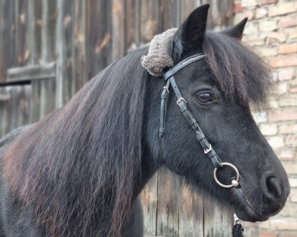 Zuchtstute Peggy (Shetland Pony, 2012, von Putz)