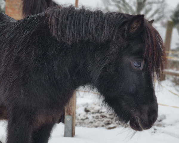 Zuchtstute Haily (Shetland Pony, 2014, von Häuptlings Sunnyboy)