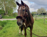 dressage horse Danny Wilde 2 (Oldenburg, 2006, from Don Romantic)