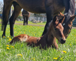 horse Defender for the diamonds (Westfale, 2023, from Diamantenglanz)