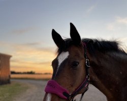 Pferd Pittsburg (Holsteiner, 2010, von Paramount)