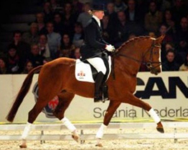 stallion Sonique (Hanoverian, 1999, from Wolkenstein II)