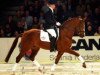 stallion Sonique (Hanoverian, 1999, from Wolkenstein II)