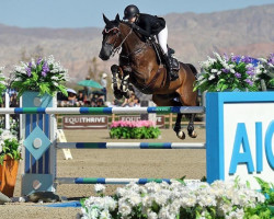 jumper Fast Lucca (Hanoverian, 2008, from Forsyth)