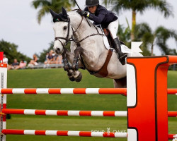 jumper Manolo Z (Zangersheide riding horse, 2013, from Mylord Carthago)