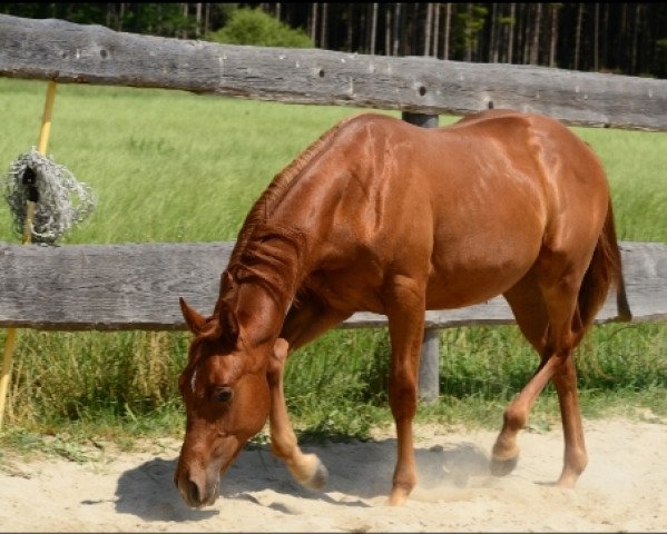 Pferd Zan Parr Carl NM (Quarter Horse, 2021)