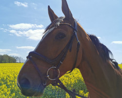 jumper Carafina Classica As (Mecklenburg, 2015, from Champion For Pleasure)