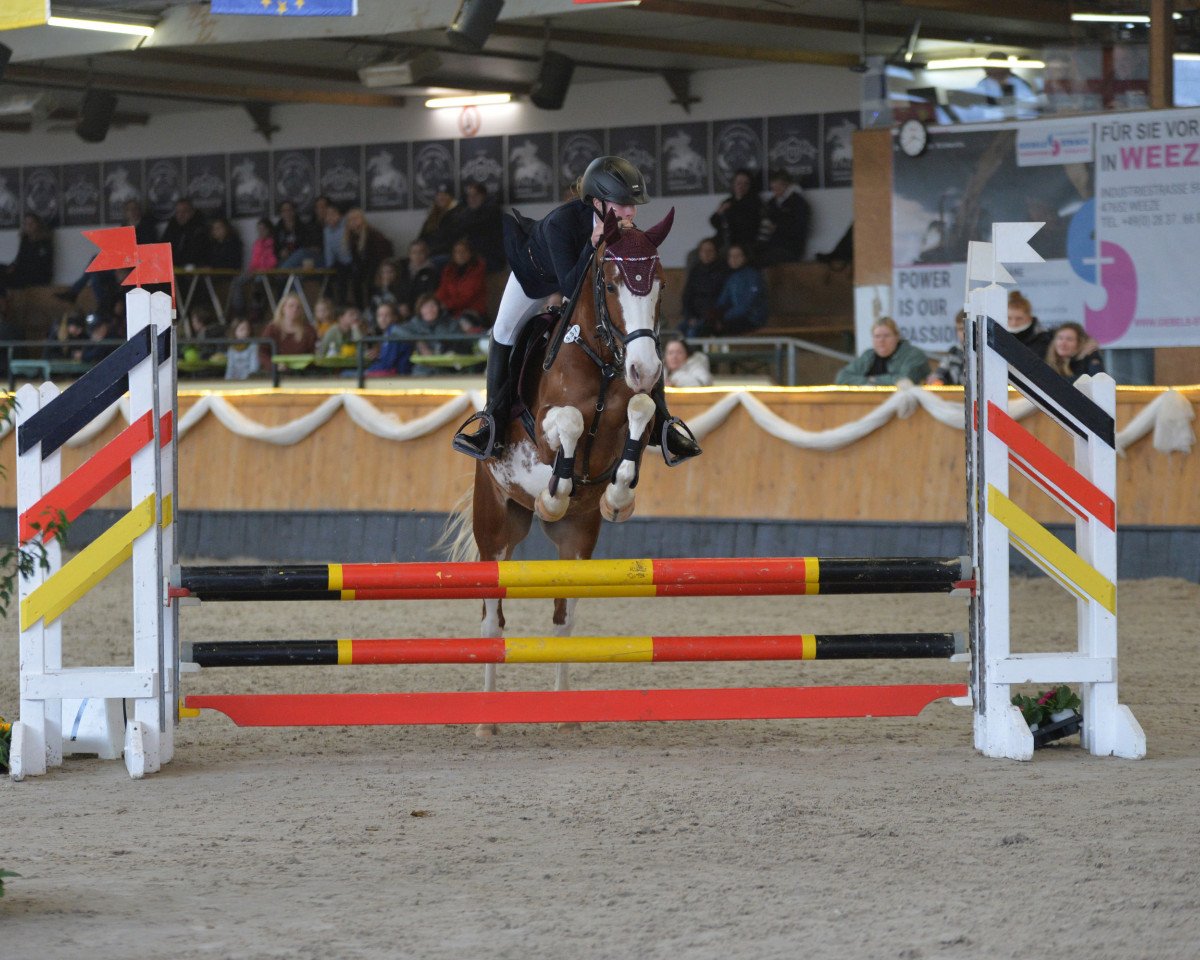 jumper Patch Sg (German Riding Pony, 2017, from Paul SG)