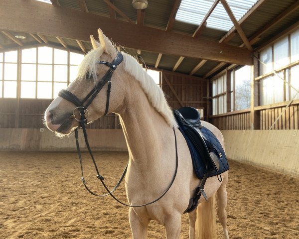 dressage horse Lindenring‘s Geronimo (German Riding Pony, 2018, from Golden Grey NRW)