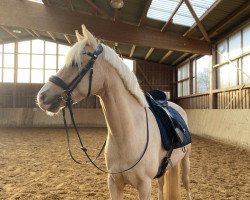 dressage horse Lindenring‘s Geronimo (German Riding Pony, 2018, from Golden Grey NRW)