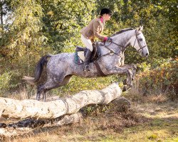 dressage horse Camar Don Galan AA (Anglo-Araber, 2013, from Galan ShA)