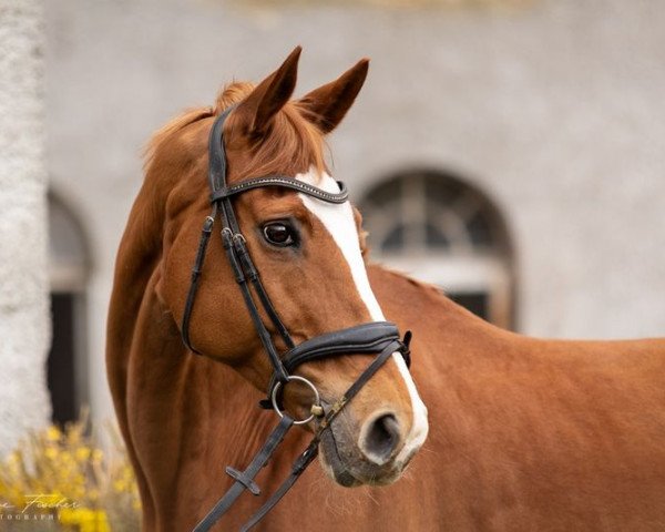 broodmare Golden Star 34 (German Warmblood, 2005, from Nariston)