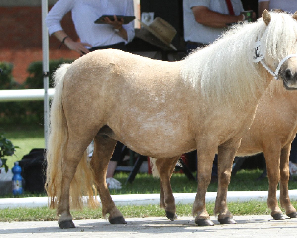 broodmare Isa van de Keistal (Shetland pony (under 87 cm), 2015, from Sander van de Hoefslag)