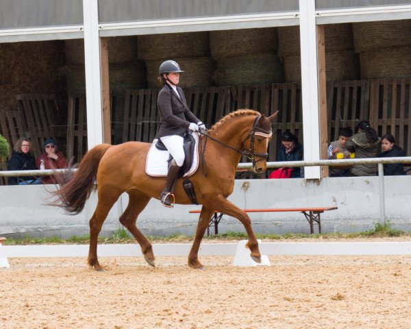 dressage horse Quality Pearl Vom Arendsee (German Sport Horse, 2013, from Quality Time)