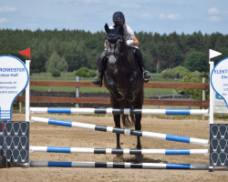 Springpferd Quintanis (Mecklenburger, 2017, von Quitoll)