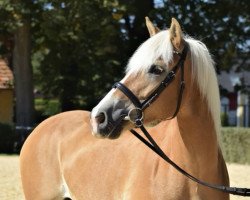 dressage horse Dinola (Haflinger, 2012, from Wonderful)