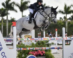 Zuchtstute Girl Scout (KWPN (Niederländisches Warmblut), 2011, von Quasimodo vd Molendreef)