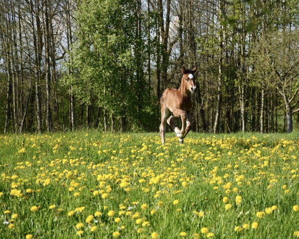 dressage horse Vitali MF (Austrian Warmblood, 2023, from DSP VA Bene)