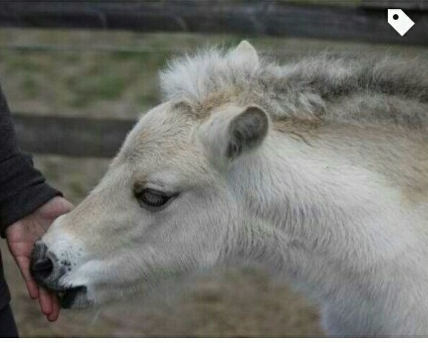 Springpferd Lillja (Fjordpferd, 2012, von Legolas)