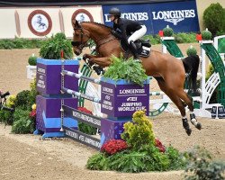 jumper Edocenta (Oldenburg show jumper, 2012, from Eldorado vd Zeshoek Tn)