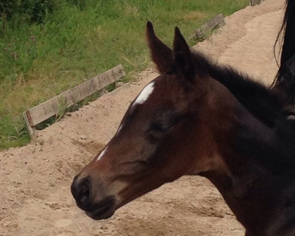 broodmare Bijou (Westphalian, 2016, from Buckingham)