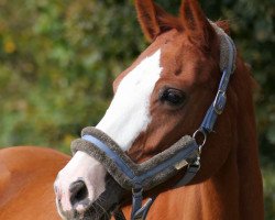 broodmare Catok Tok (Oldenburg show jumper, 2010, from Catoki)