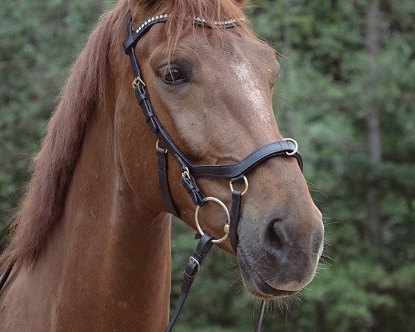 dressage horse Eldino 6 (Westphalian, 2016, from Ehrenstolz)