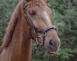 dressage horse Eldino 6 (Westphalian, 2016, from Ehrenstolz)