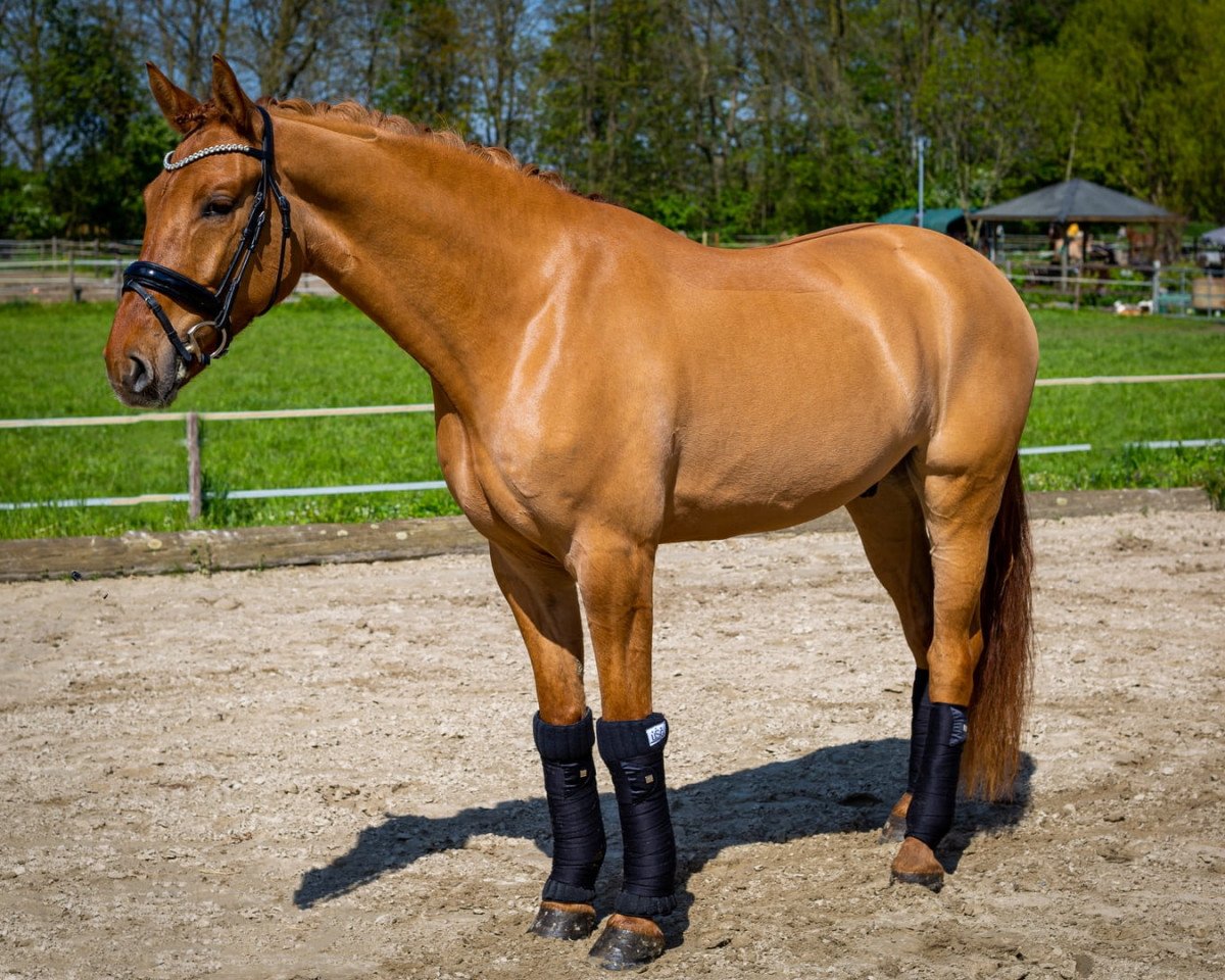dressage horse Diamond Dream 32 (German Riding Pony, 2019, from Dating AT NRW)