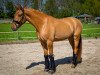 dressage horse Diamond Dream 32 (German Riding Pony, 2019, from Dating AT NRW)