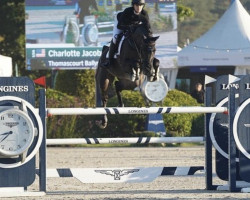 jumper Thomascourt Leonardo (Irish Sport Horse, 2015, from Balou du Rouet)