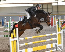 jumper Flying Angel 19 (Oldenburg show jumper, 2016, from Like Angel)