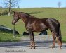 dressage horse Bel Air 16 (German Sport Horse, 2014, from Follow Me OLD)