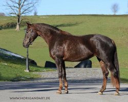 broodmare Bel Air 16 (German Sport Horse, 2014, from Follow Me OLD)