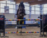 Springpferd Otessa vd Brouwershoeve (Belgisches Warmblut, 2014, von Kannan)