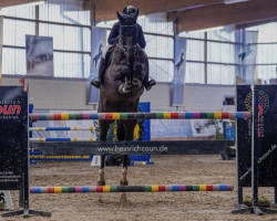 jumper Otessa vd Brouwershoeve (Belgian Warmblood, 2014, from Kannan)