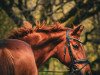 dressage horse Don de La Vie (Hanoverian, 2009, from Don Frederico)