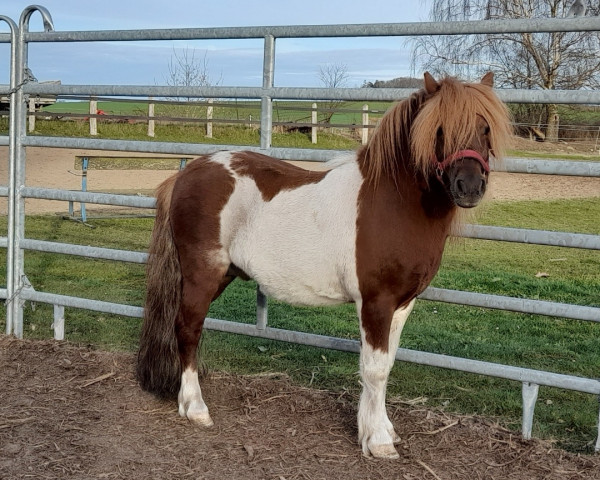 stallion Jop van de Sleutelhof (Shetland Pony, 2015, from Thijmen van Stal Polderzicht)