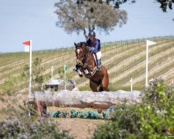 horse Camelot PJ (Hanoverian, 2018, from Colman)