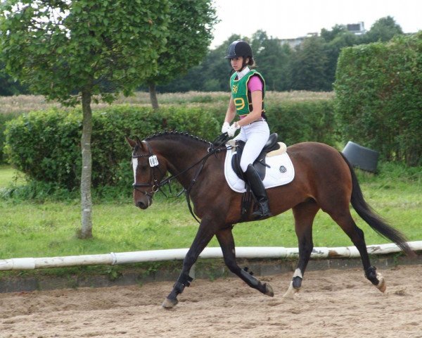 Springpferd Holsteins Hollister (Deutsches Reitpony, 2012, von Holsteins Herold)