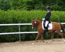 Zuchtstute Holsteins Uschi (Deutsches Reitpony, 2009, von Barrichello)