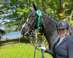 dressage horse Donnerhall's Diamond (Hanoverian, 2012, from Don Bosco)