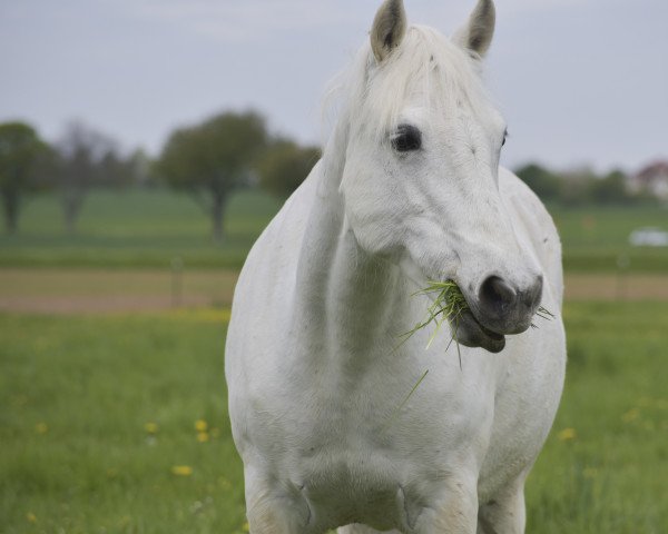 Dressurpferd Cree Silver Mist (Connemara-Pony, 2012, von Cusack)