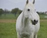 Dressurpferd Cree Silver Mist (Connemara-Pony, 2012, von Cusack)