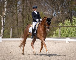 dressage horse Finest Federico (Westphalian, 2014, from Floribot)